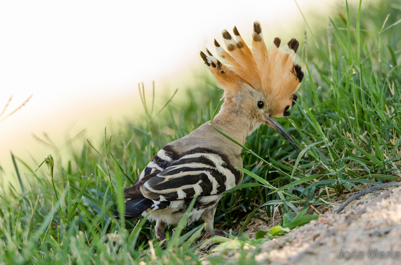 Sigma 150-600mm F5-6.3 DG OS HSM | S sample photo. Hoopoe photography
