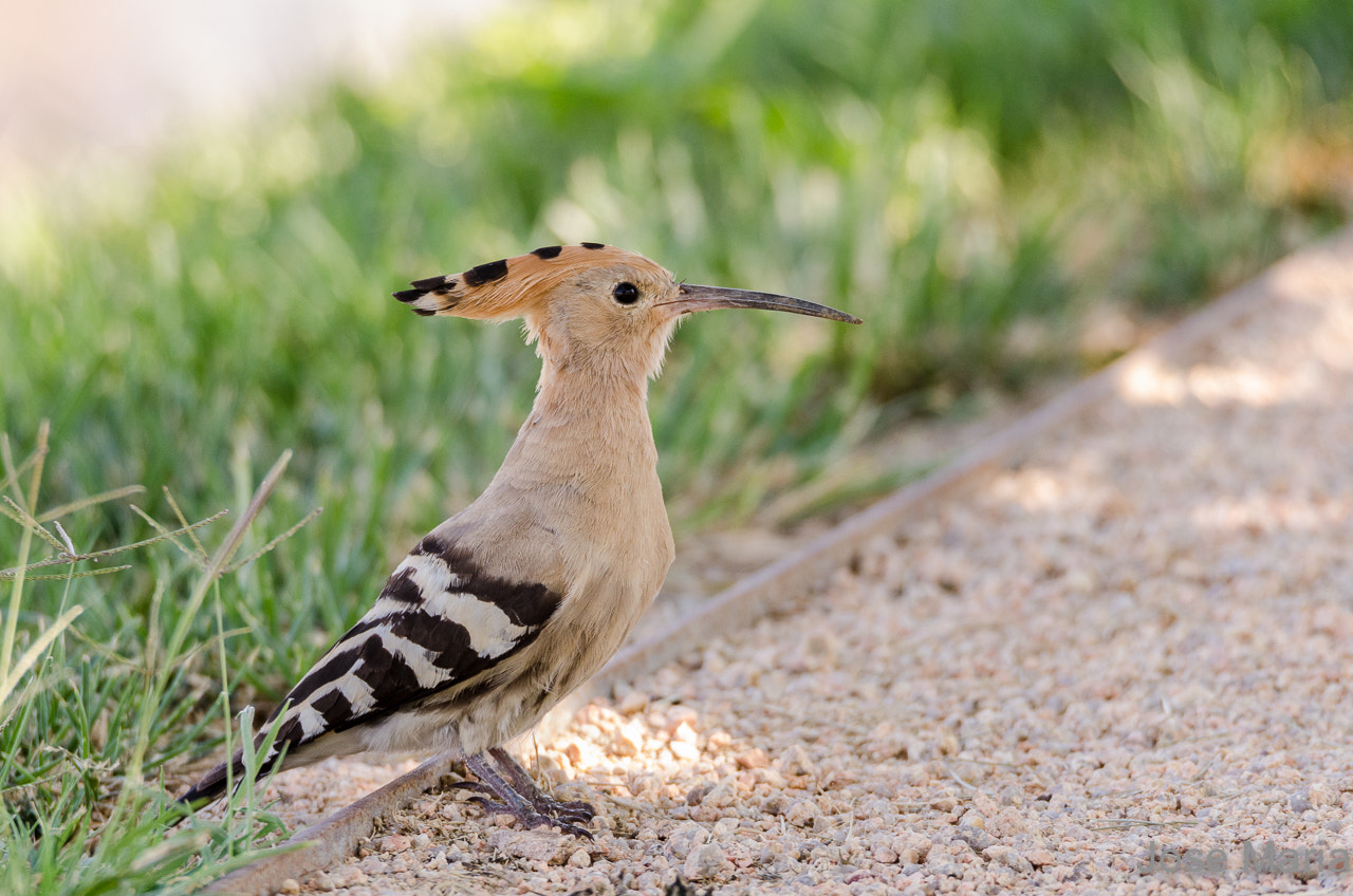 Sigma 150-600mm F5-6.3 DG OS HSM | S sample photo. Hoopoe photography