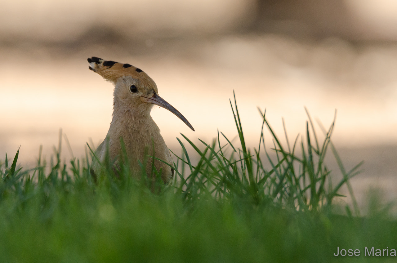 Nikon D7000 + Sigma 150-600mm F5-6.3 DG OS HSM | S sample photo. Hoopoe photography