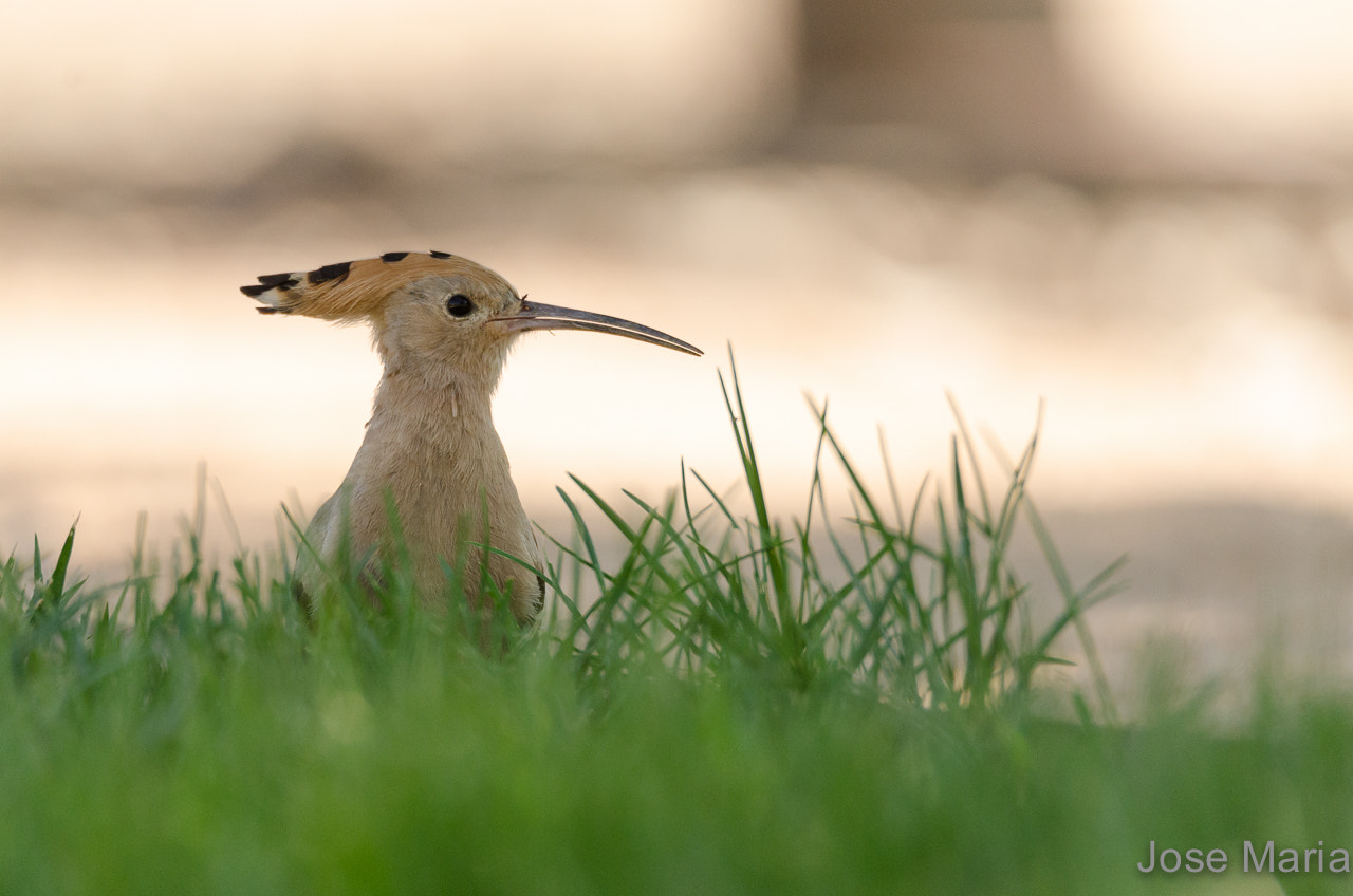 Sigma 150-600mm F5-6.3 DG OS HSM | S sample photo. Hoopoe photography