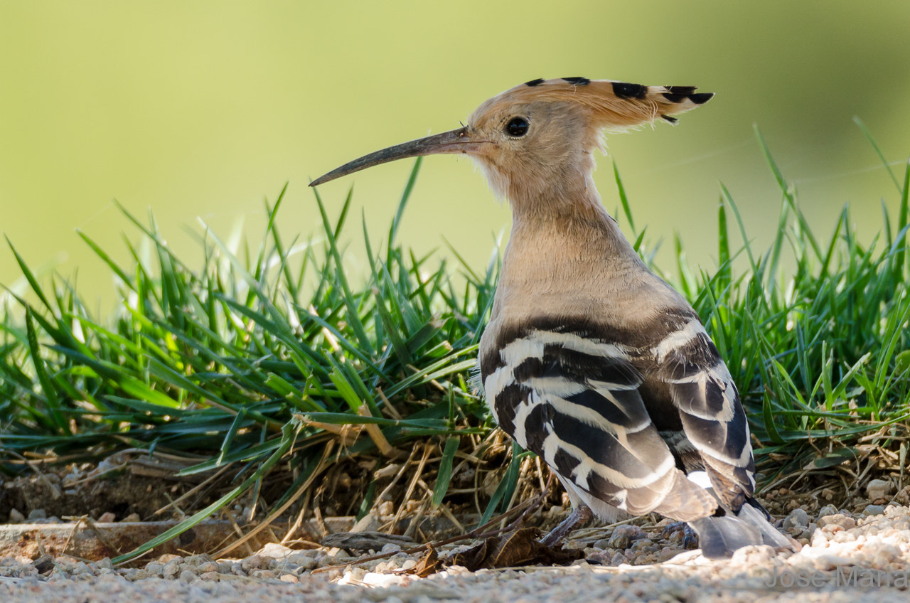 Sigma 150-600mm F5-6.3 DG OS HSM | S sample photo. Hoopoe photography