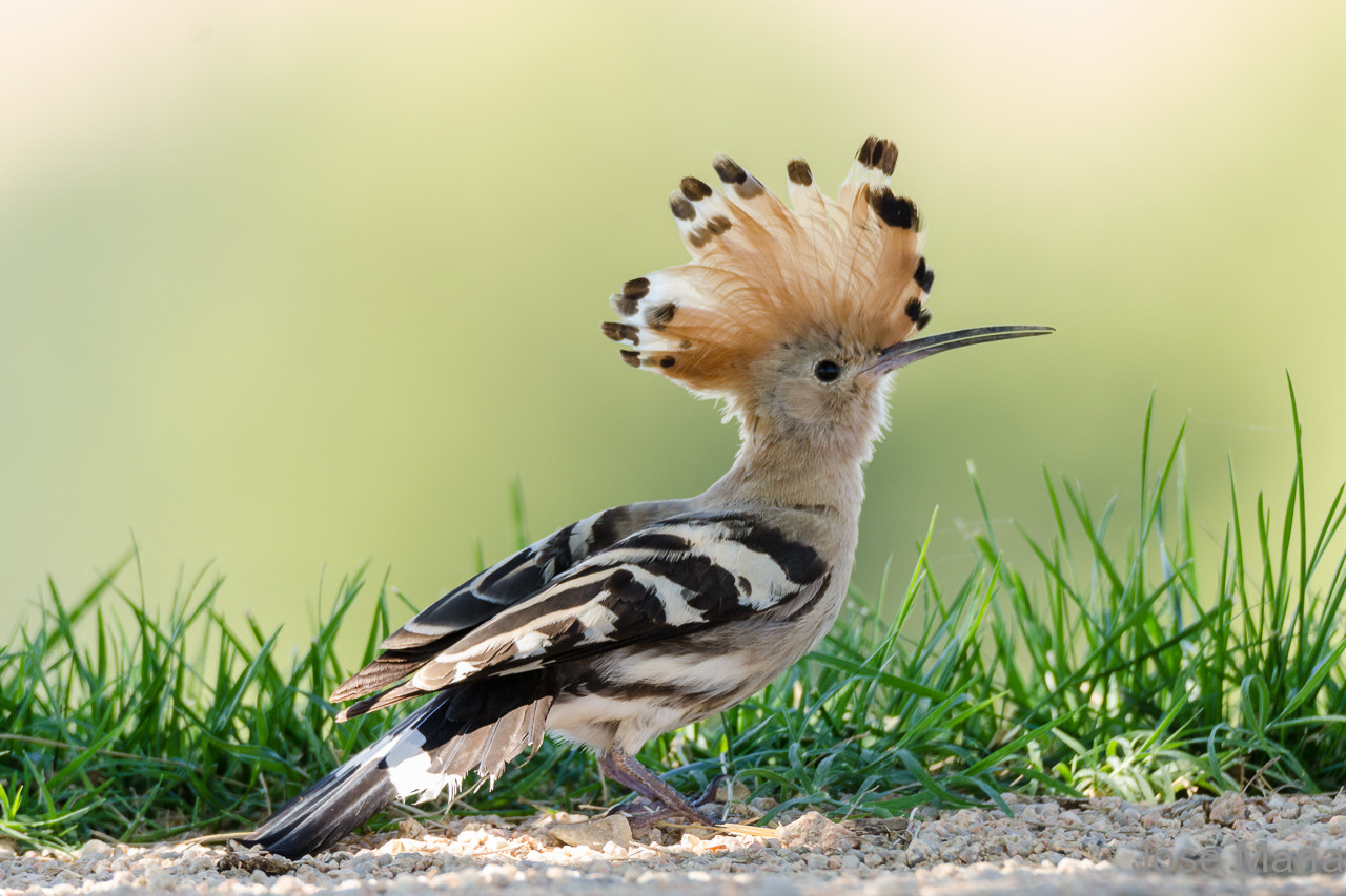 Sigma 150-600mm F5-6.3 DG OS HSM | S sample photo. Hoopoe photography