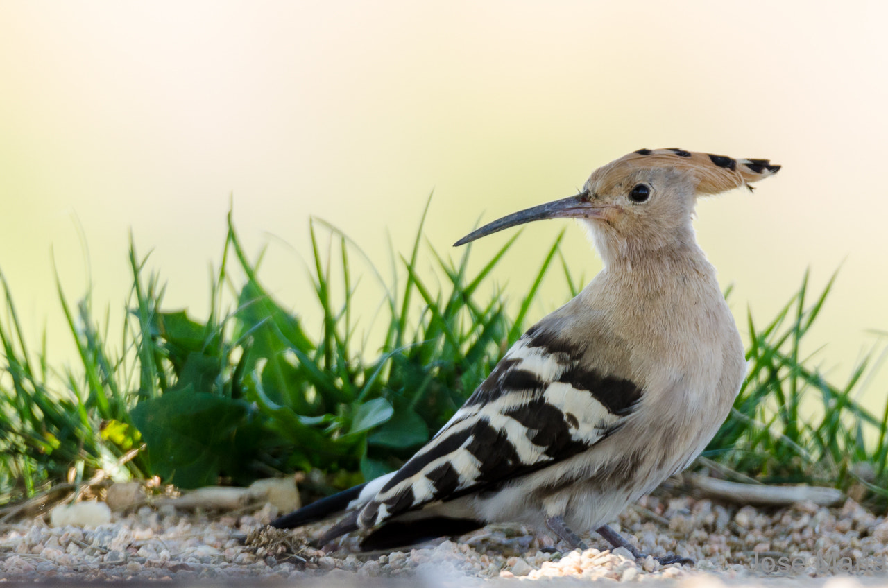 Nikon D7000 + Sigma 150-600mm F5-6.3 DG OS HSM | S sample photo. Hoopoe photography