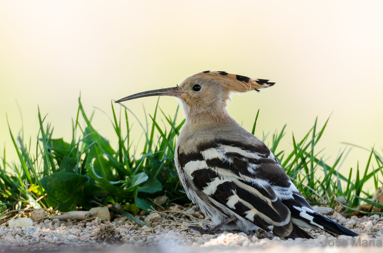 Nikon D7000 + Sigma 150-600mm F5-6.3 DG OS HSM | S sample photo. Hoopoe photography