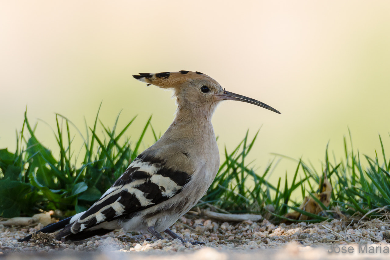 Nikon D7000 + Sigma 150-600mm F5-6.3 DG OS HSM | S sample photo. Hoopoe photography