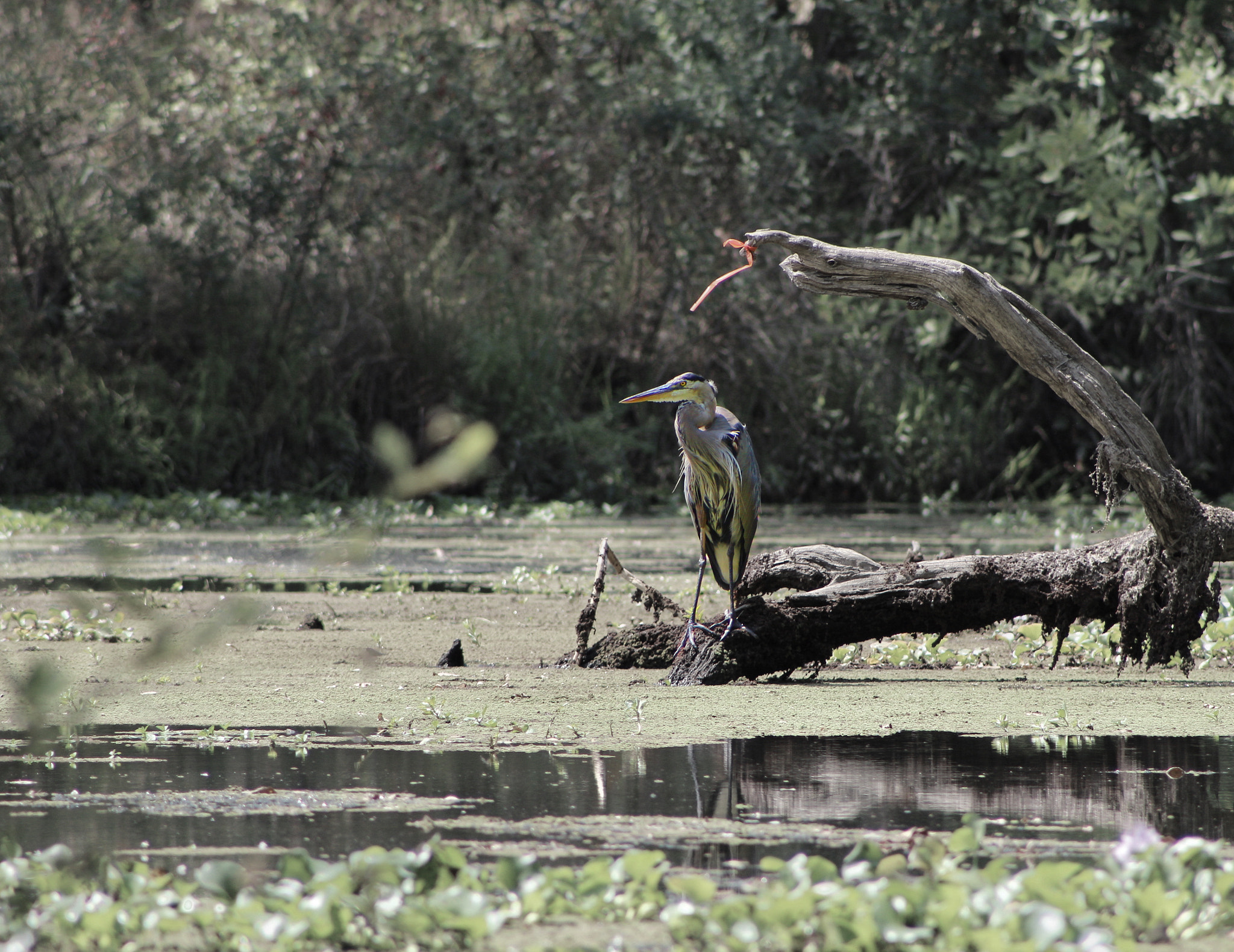 Canon EF75-300mm f/4-5.6 sample photo. Heron at the consumnes river preserve. photography