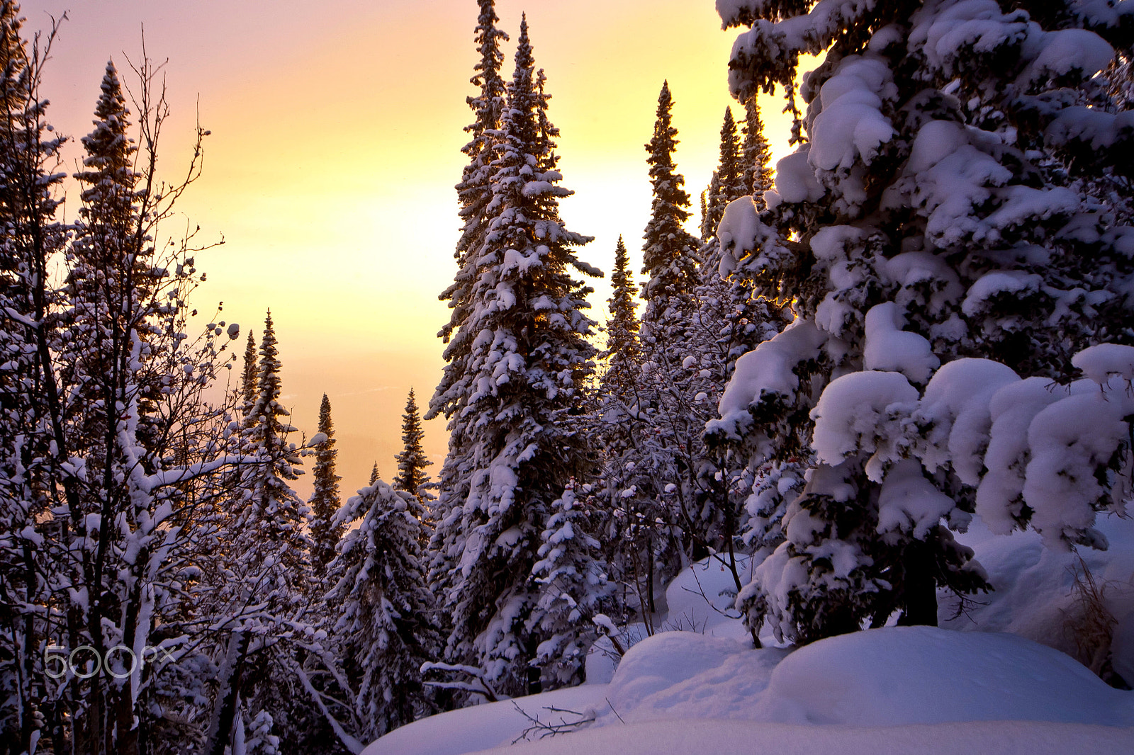 Canon EOS-1D Mark III sample photo. Winter sunset in the forest photography