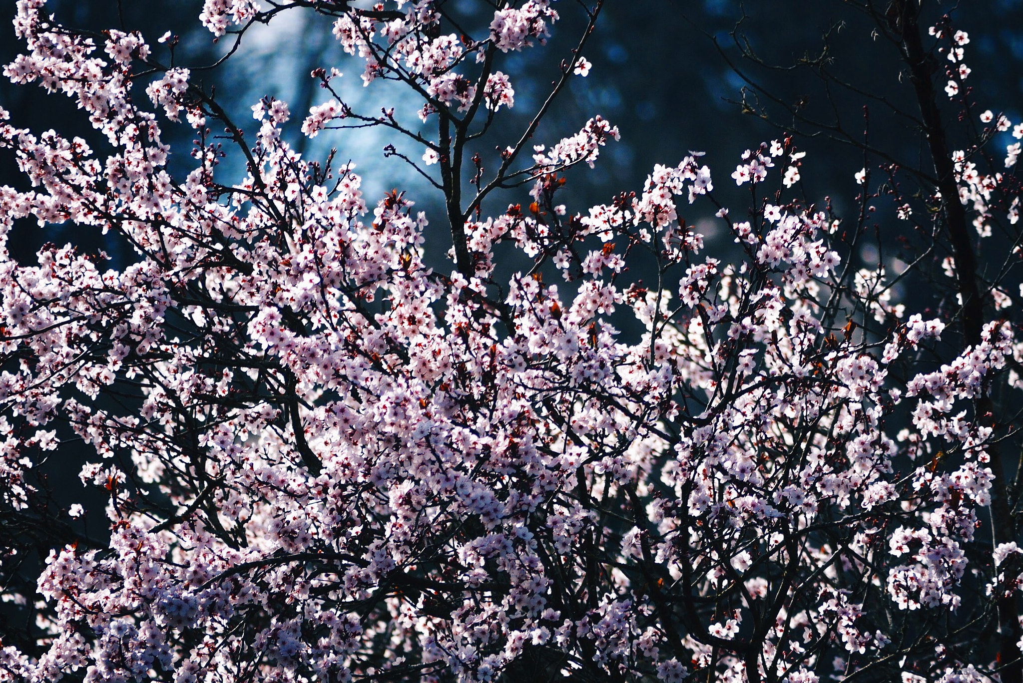 Panasonic Lumix G Vario 45-200mm F4-5.6 OIS sample photo. Flowers photography