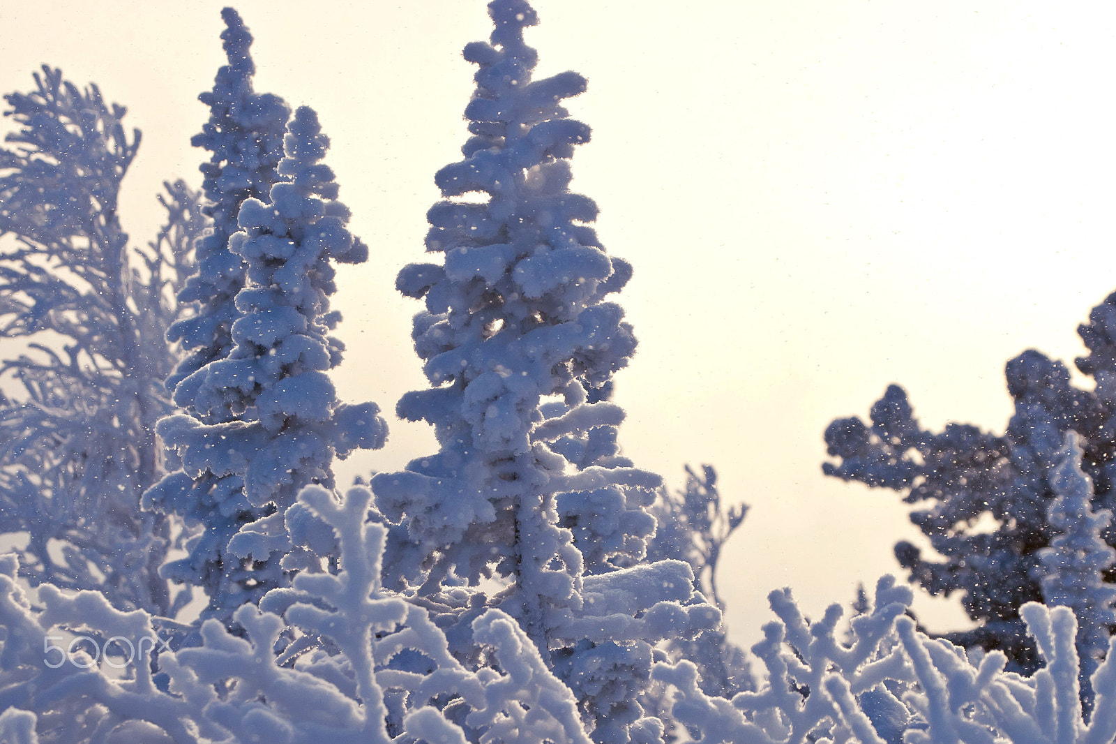 Canon EOS-1D Mark III + Canon EF 100-400mm F4.5-5.6L IS USM sample photo. Winter tree branches photography