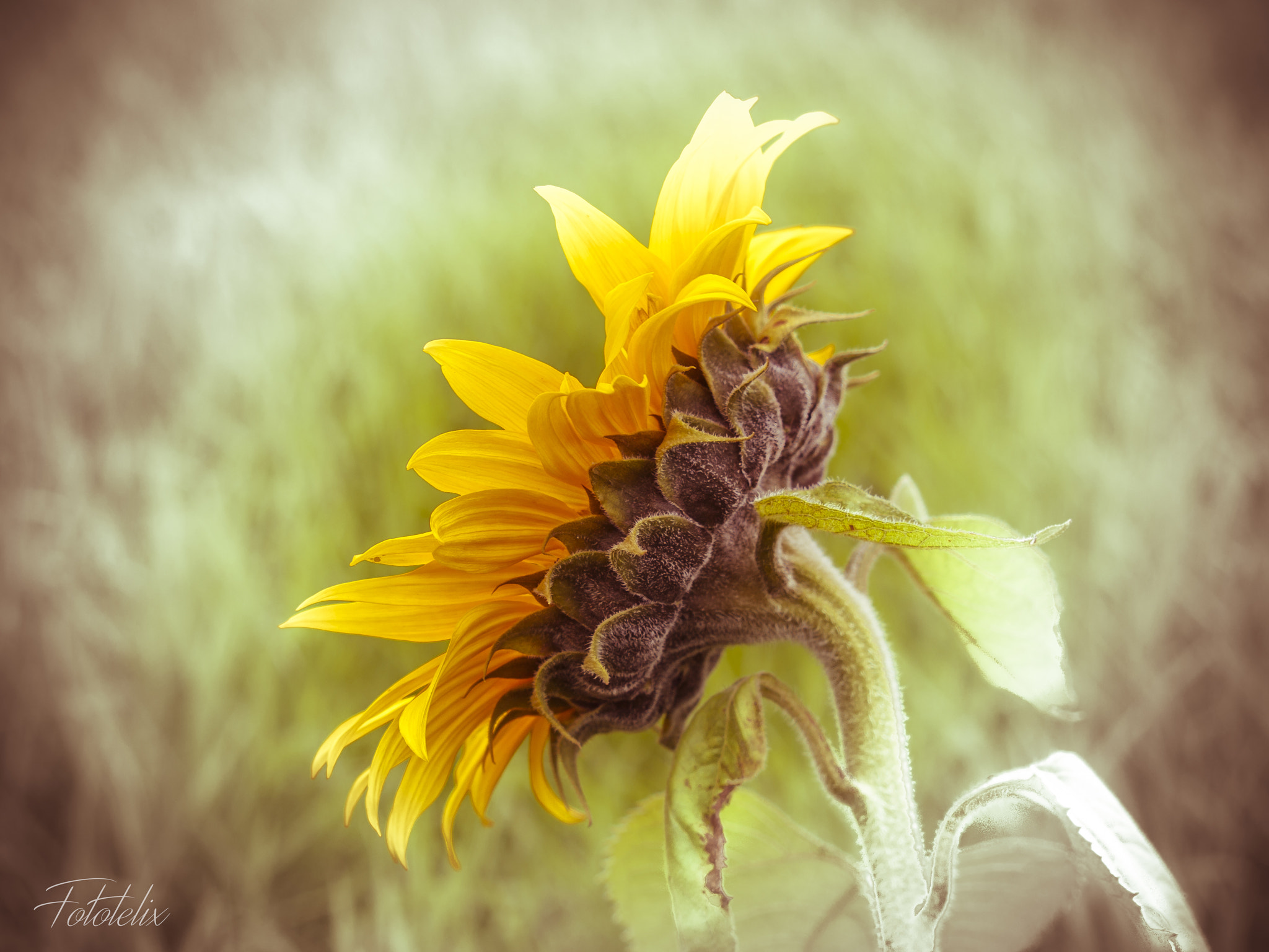 Olympus E-30 sample photo. Sipping your light photography