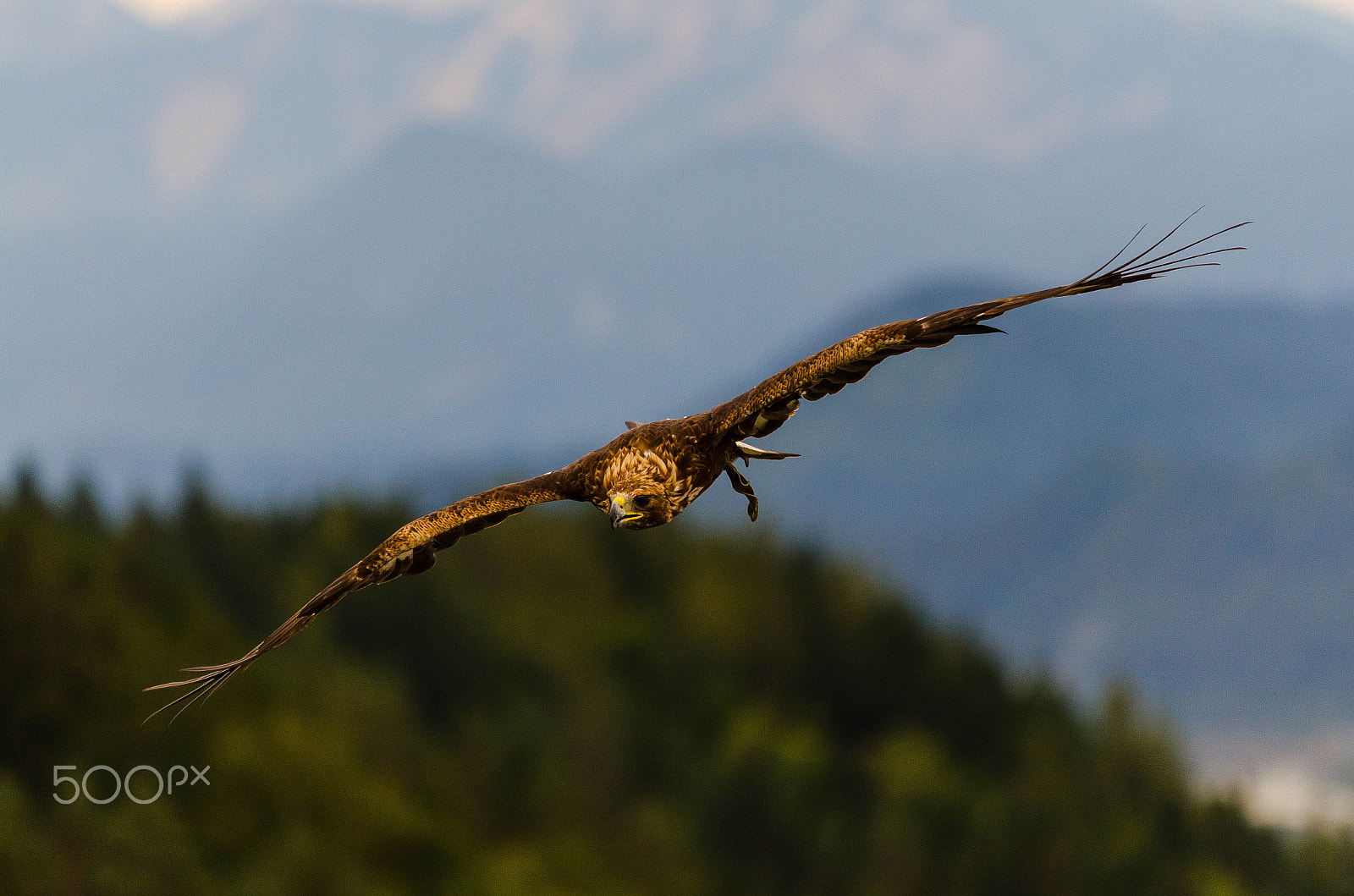Sigma 70-200mm F2.8 EX DG OS HSM sample photo. Golden eagle in flight photography