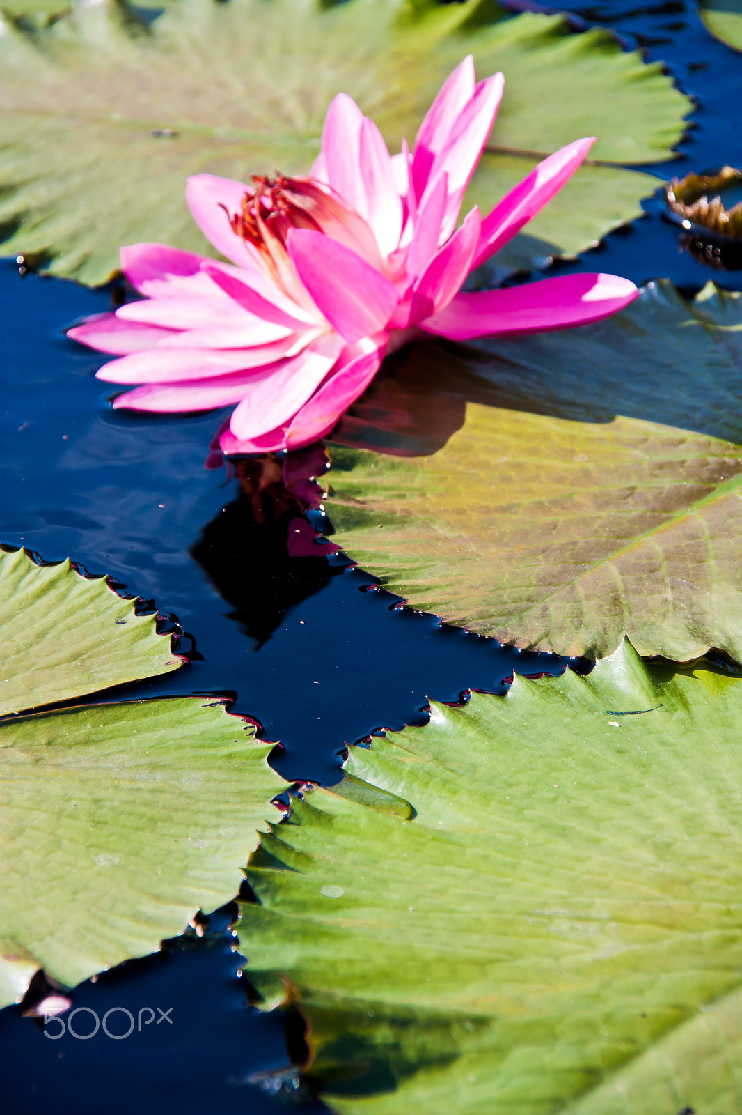 Canon EOS 450D (EOS Rebel XSi / EOS Kiss X2) sample photo. Red lilly photography