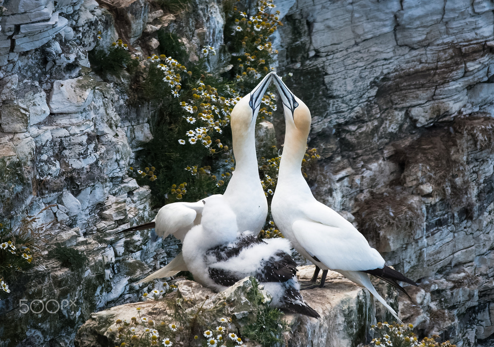 Sigma 120-400mm F4.5-5.6 DG OS HSM sample photo. Gannet greeting photography
