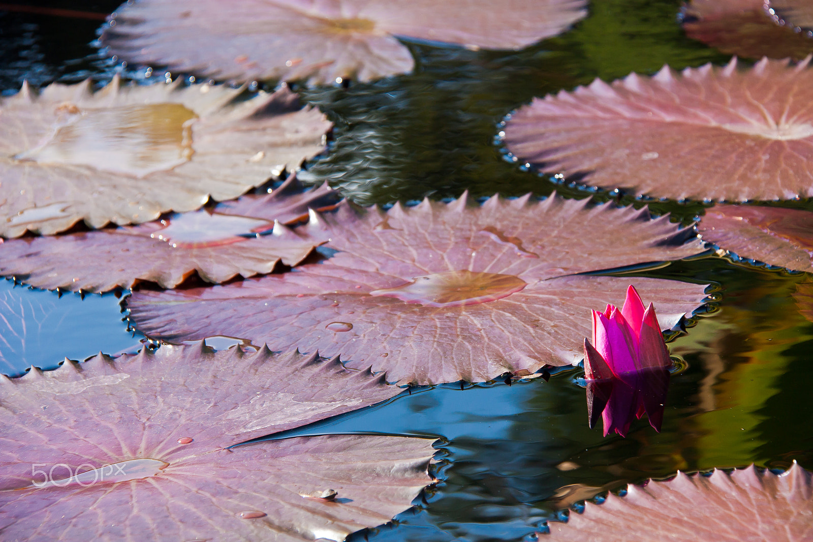 Canon EOS 450D (EOS Rebel XSi / EOS Kiss X2) sample photo. Red lilly pads photography