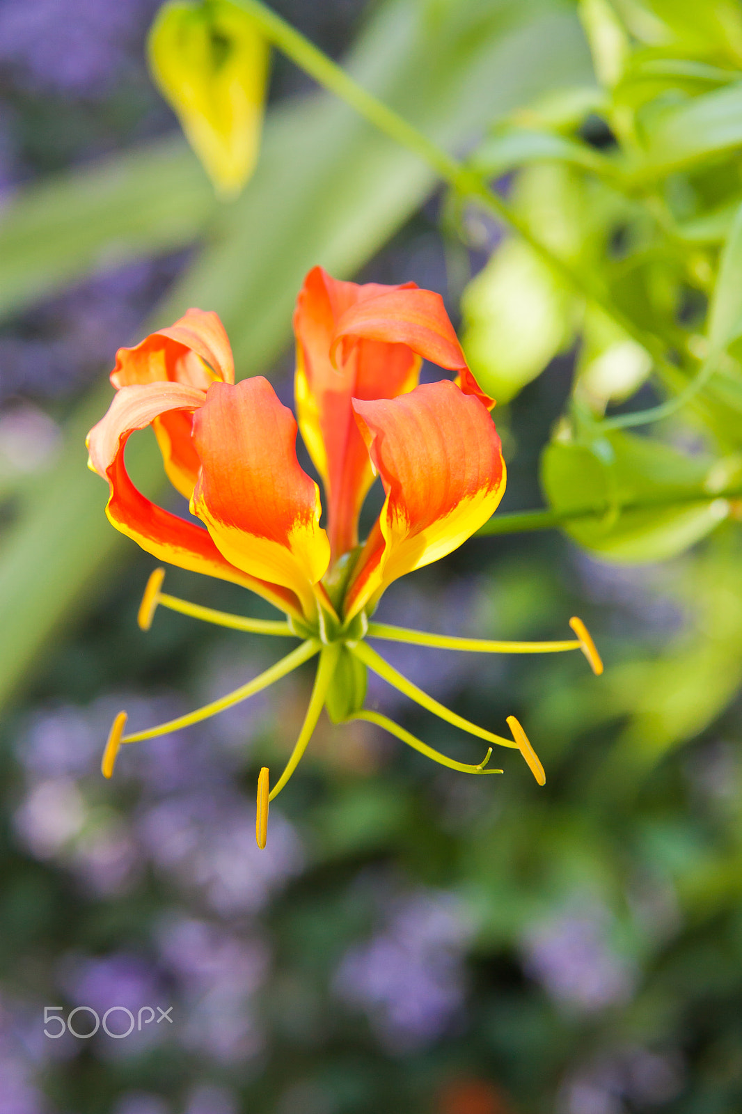 Canon EOS 450D (EOS Rebel XSi / EOS Kiss X2) sample photo. Orange flower photography