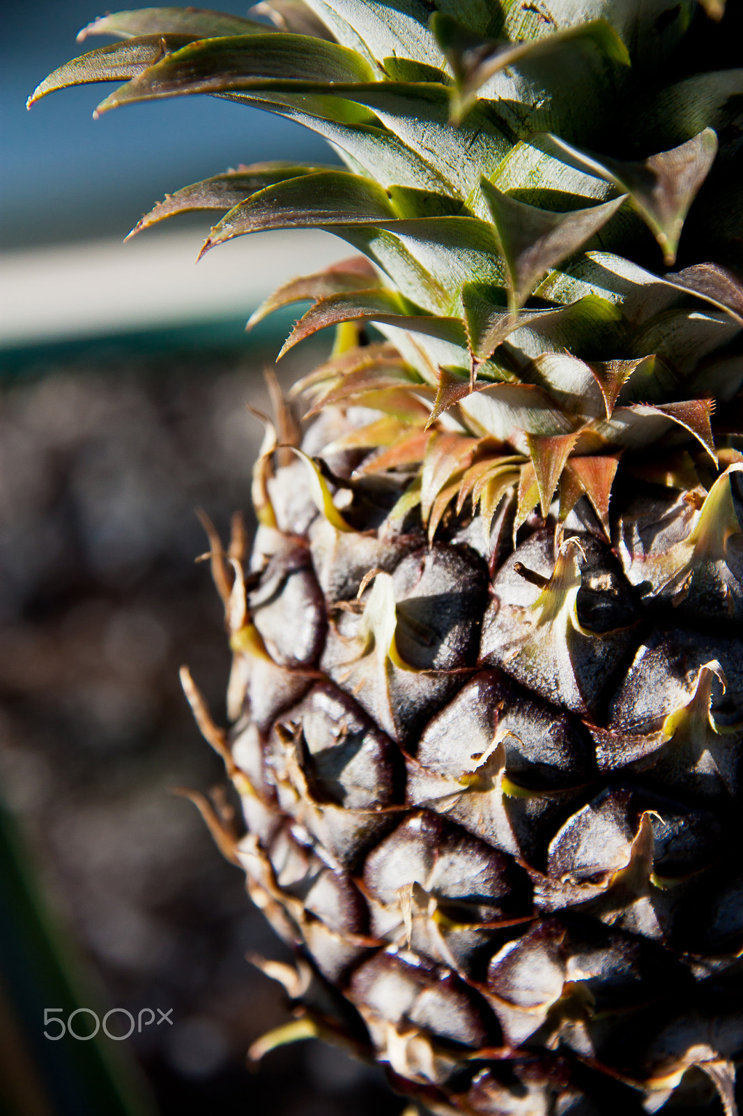 Canon EOS 450D (EOS Rebel XSi / EOS Kiss X2) sample photo. Pineapple photography
