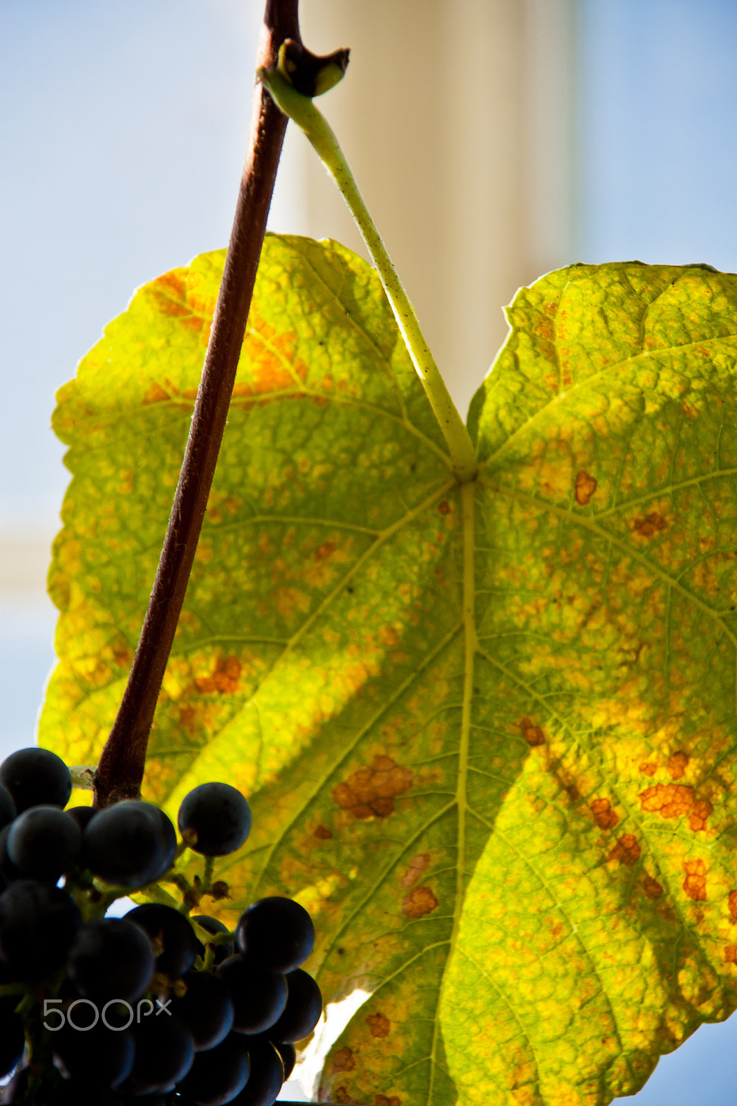 Canon EOS 450D (EOS Rebel XSi / EOS Kiss X2) sample photo. Grape & leaf photography