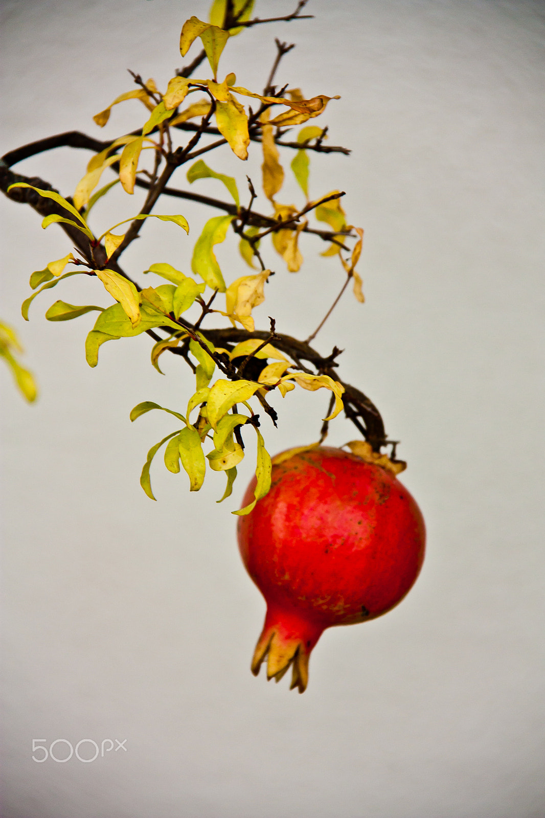 Canon EOS 450D (EOS Rebel XSi / EOS Kiss X2) sample photo. Pomegranate photography