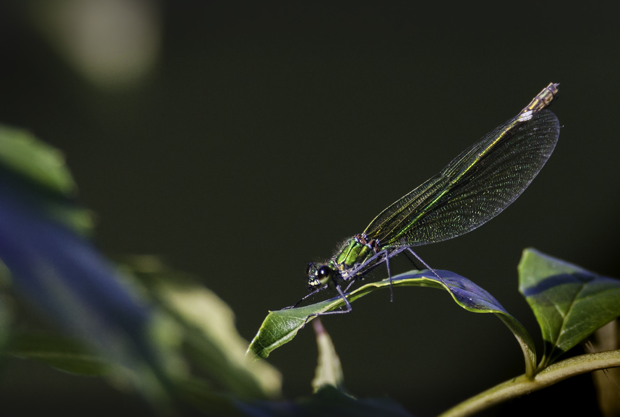 Tamron SP 150-600mm F5-6.3 Di VC USD sample photo. Damselfly.jpg photography