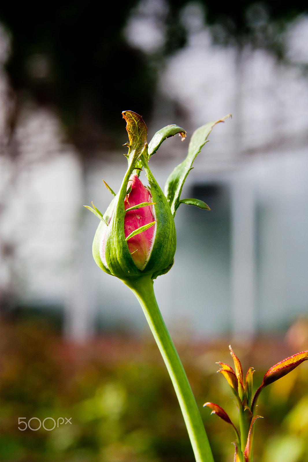 Canon EOS 450D (EOS Rebel XSi / EOS Kiss X2) sample photo. Rose bud photography