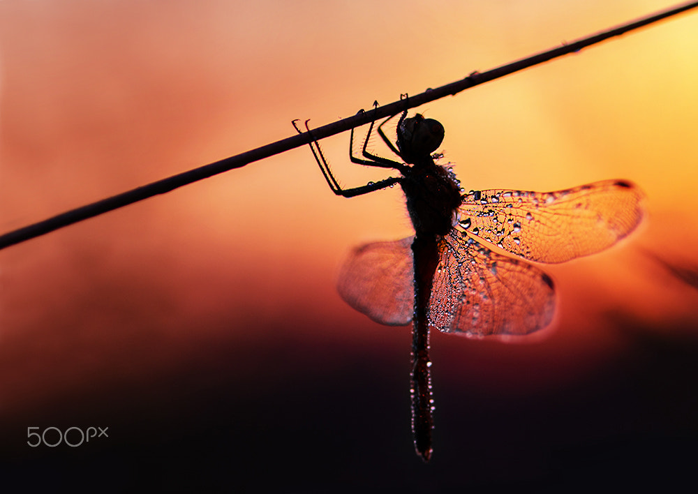 Sigma 105mm F2.8 EX DG Macro sample photo. Fairy photography
