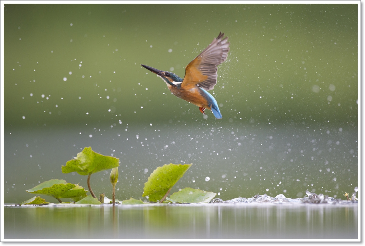 Nikon D4S + Nikon AF-S Nikkor 600mm F4G ED VR sample photo. Kingfishers photography