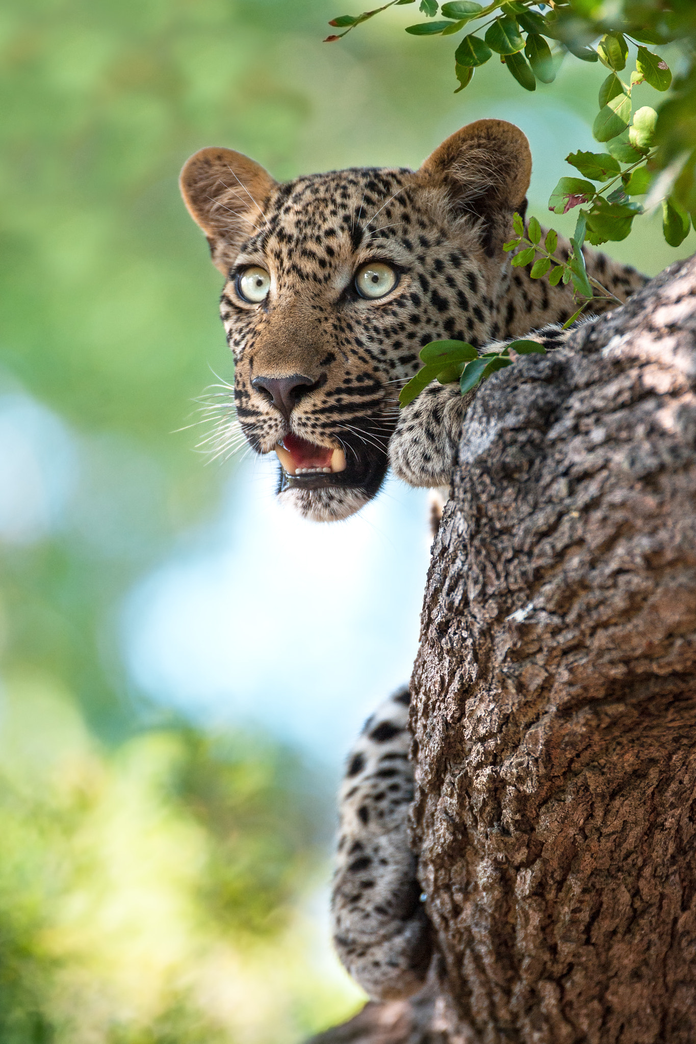 Nikon D3 sample photo. Leopard eyes photography