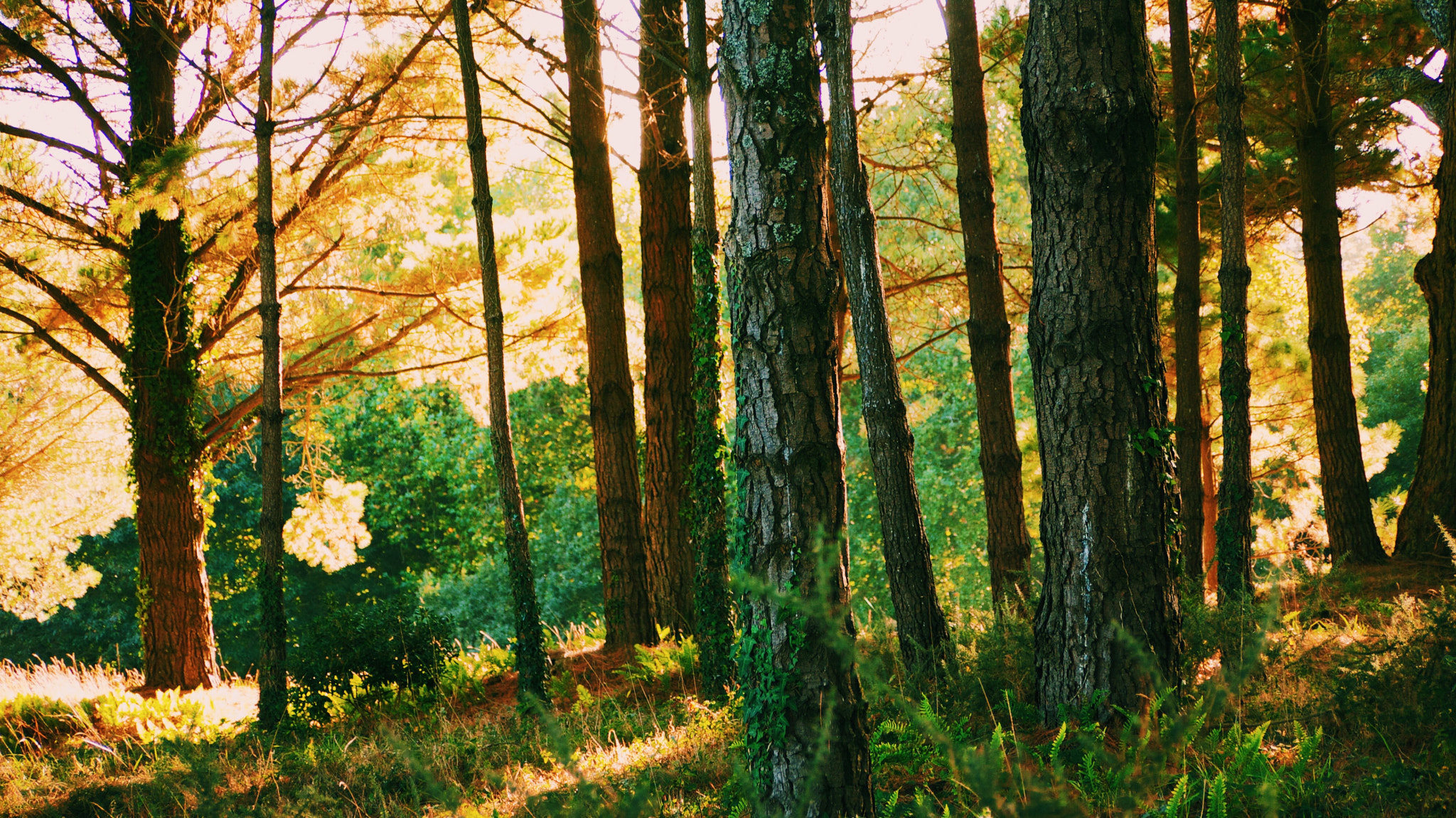 Panasonic Lumix G Vario 45-200mm F4-5.6 OIS sample photo. Forest photography
