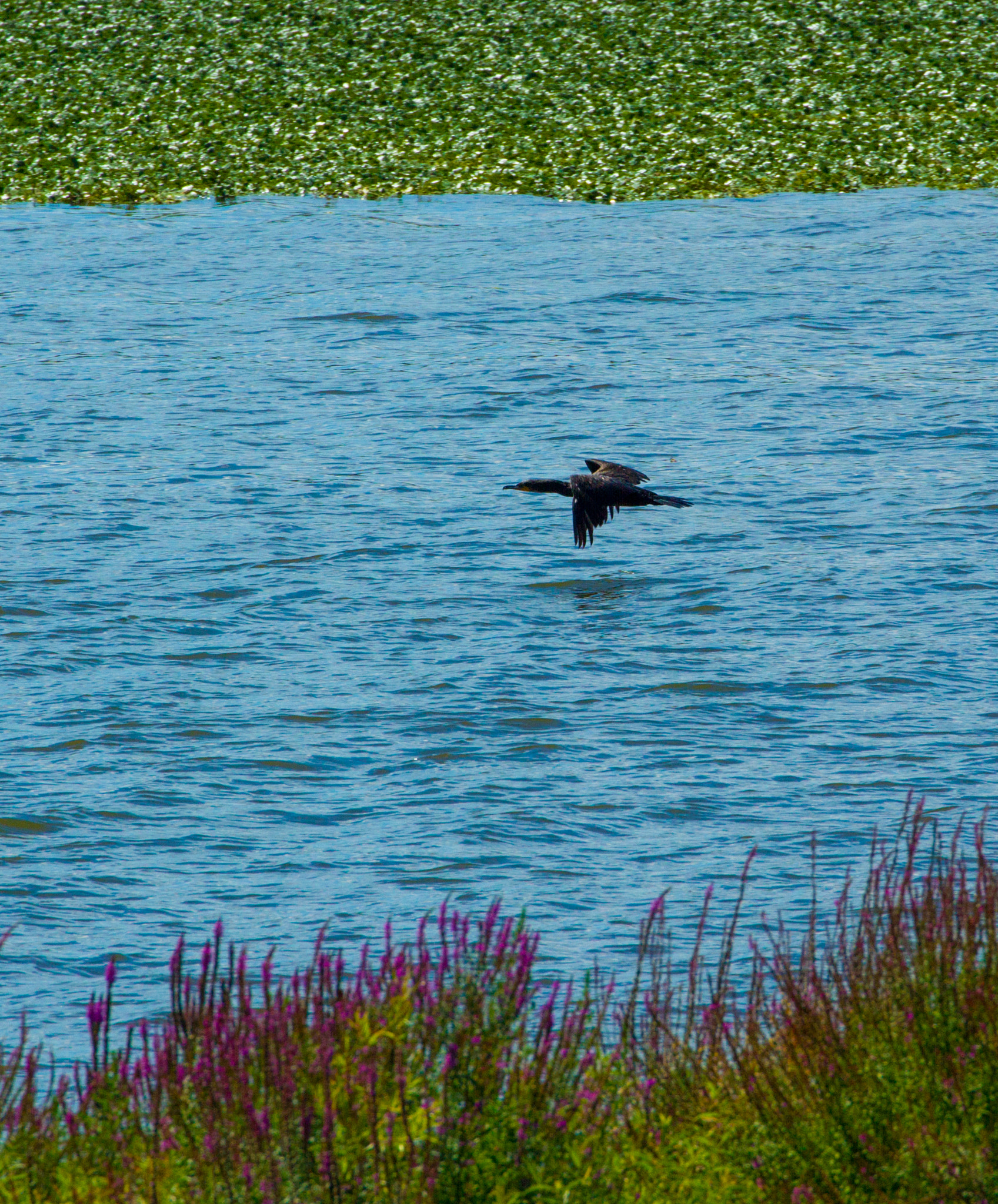 Canon EF 70-300mm F4-5.6L IS USM sample photo. Skimming the surface photography