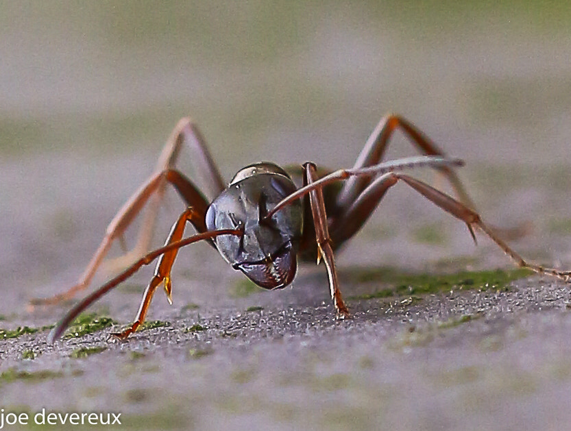 Sigma 105mm F2.8 EX DG OS HSM sample photo. Black garden ant photography