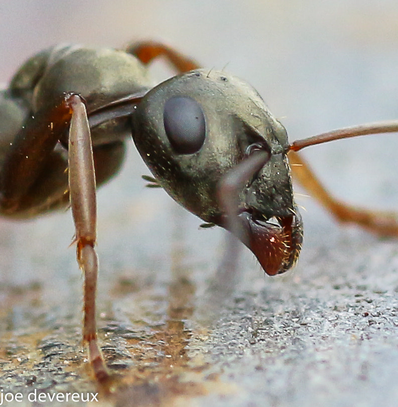 Canon EOS 100D (EOS Rebel SL1 / EOS Kiss X7) sample photo. Black garden ant photography