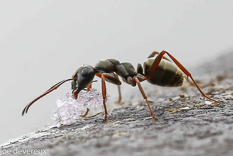 Sigma 105mm F2.8 EX DG OS HSM sample photo. Black garden ant photography