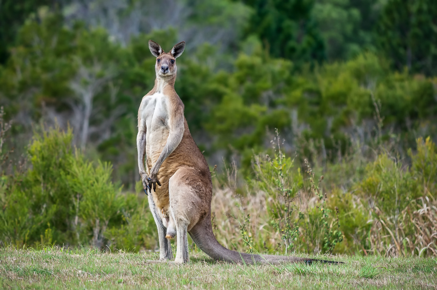Nikon AF-S Nikkor 70-200mm F4G ED VR sample photo. Portrait of a kangaroo photography
