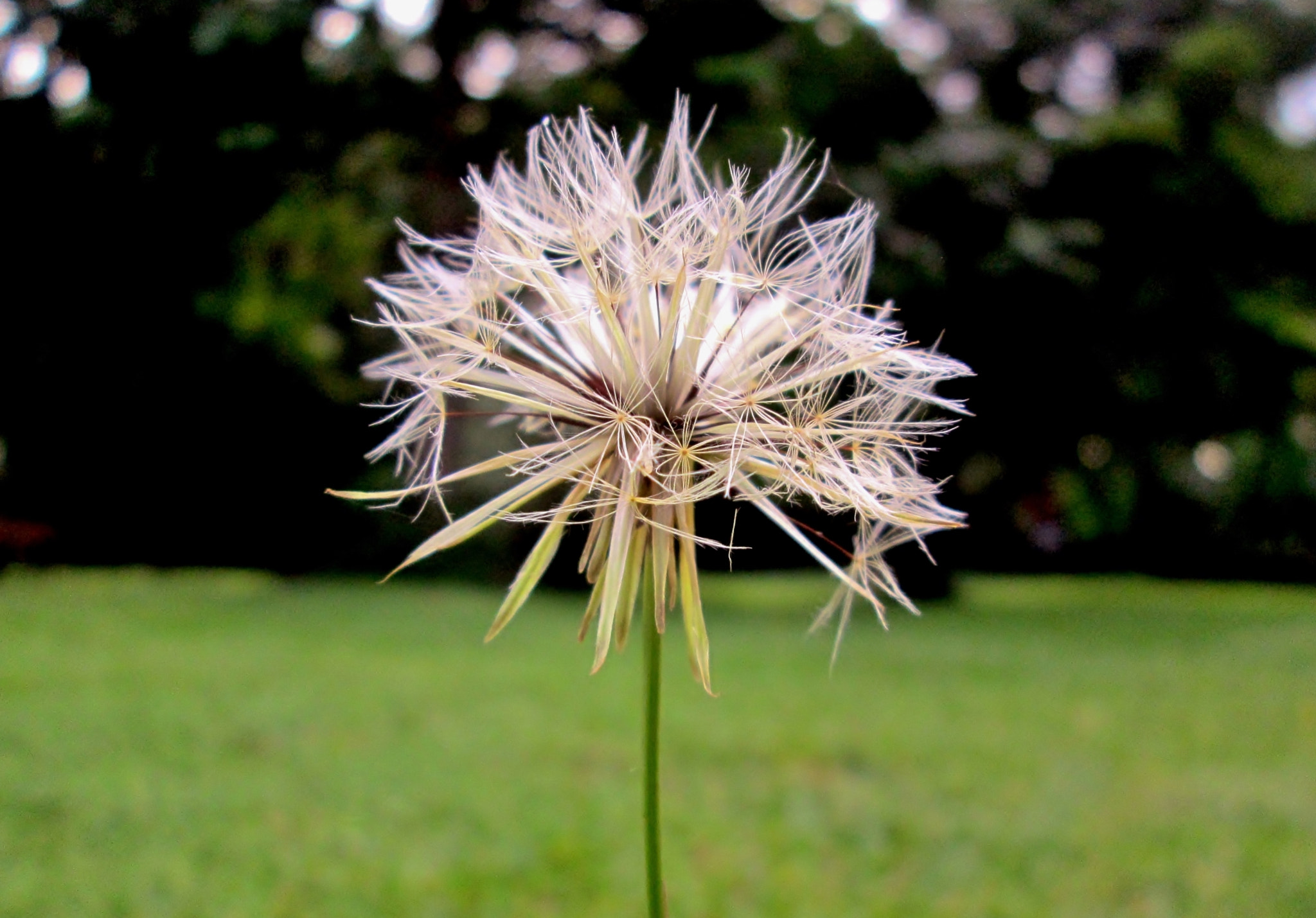 Canon PowerShot A3400 IS sample photo. Diente de león (dandelion) photography