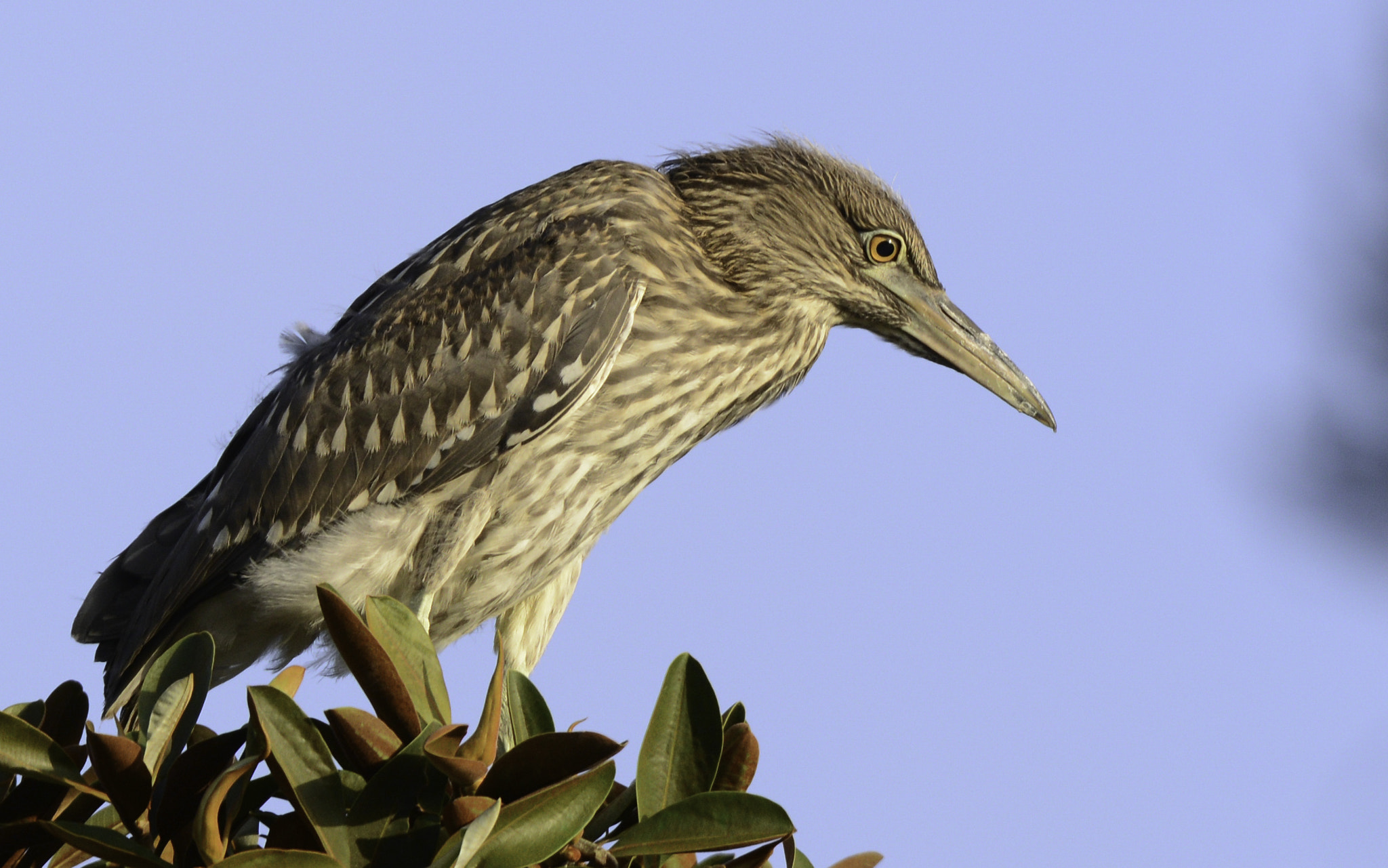 Nikon D600 sample photo. Young night heron 2 photography