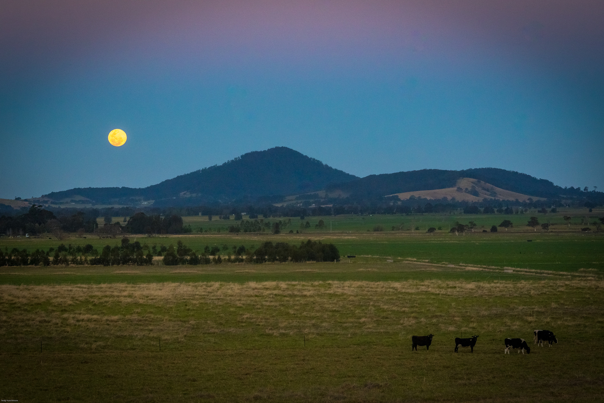 Canon EOS 7D Mark II + Sigma 50-200mm F4-5.6 DC OS HSM sample photo. Moon cows photography