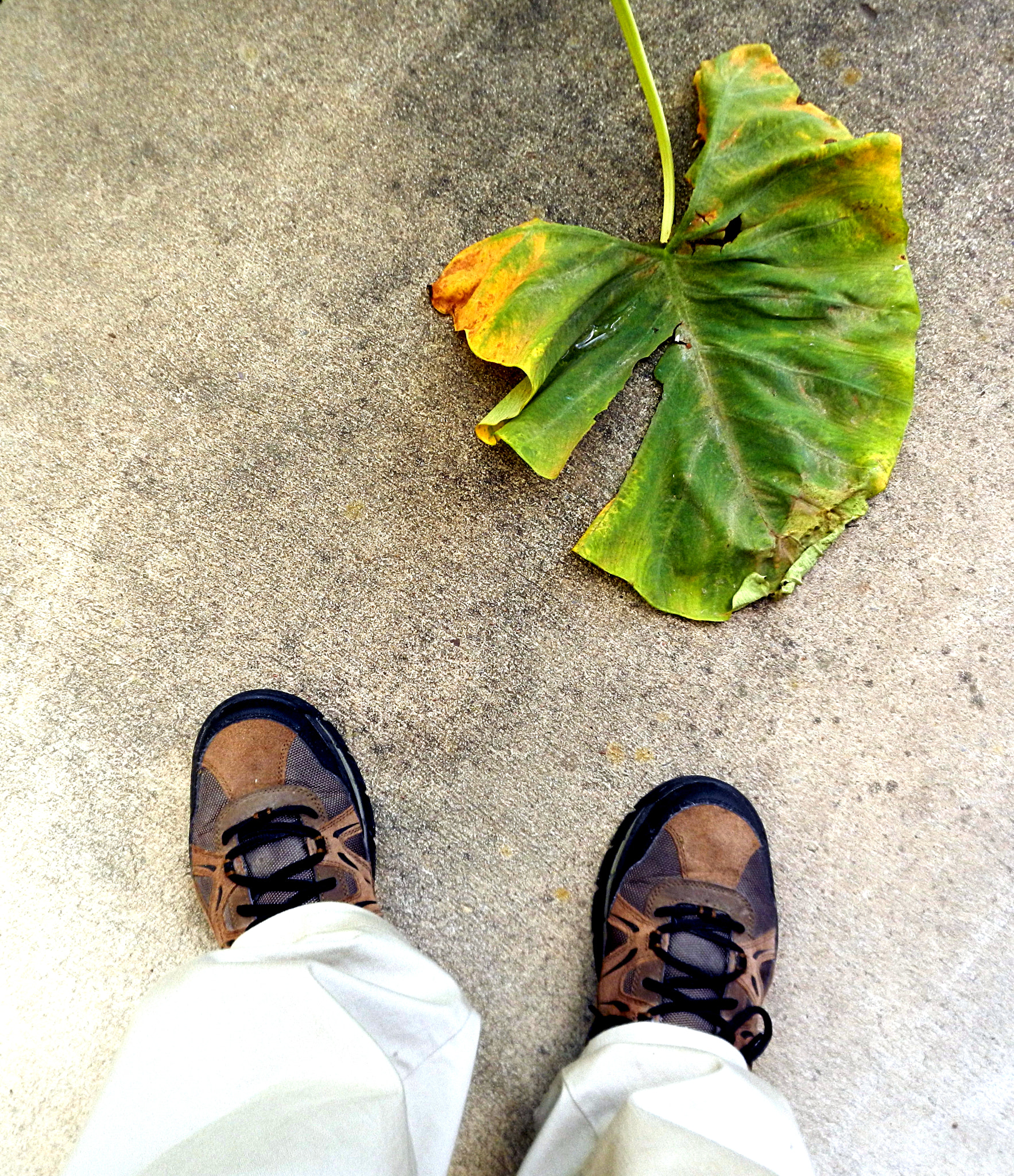 Nikon Coolpix S800c sample photo. Shoes and leaf photography