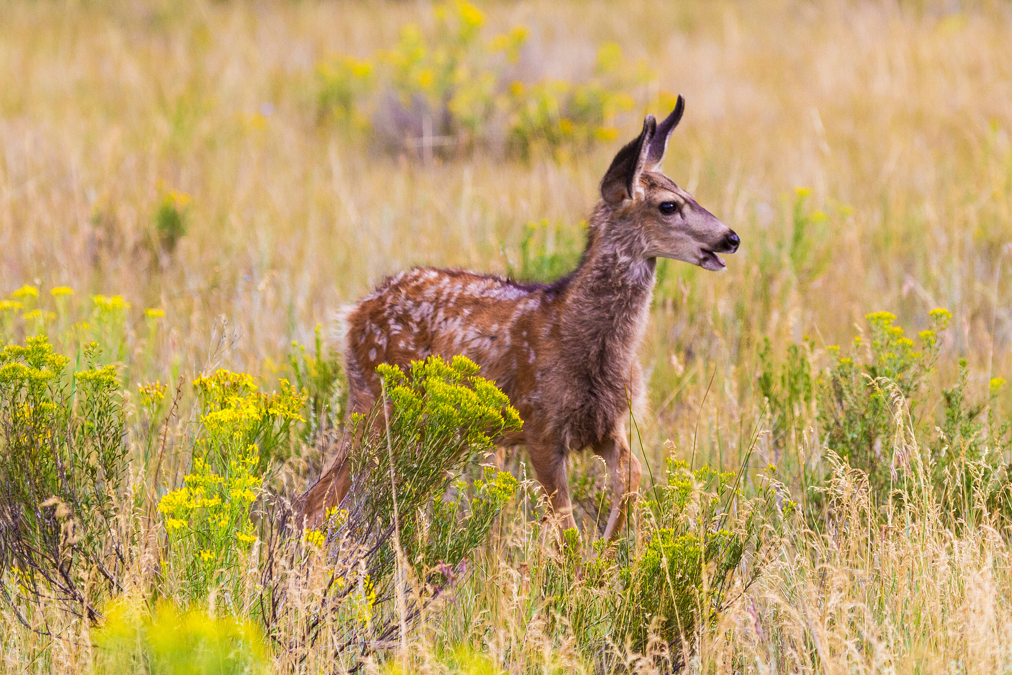 Canon EOS 7D + Canon EF 100-400mm F4.5-5.6L IS USM sample photo. Watching mom photography