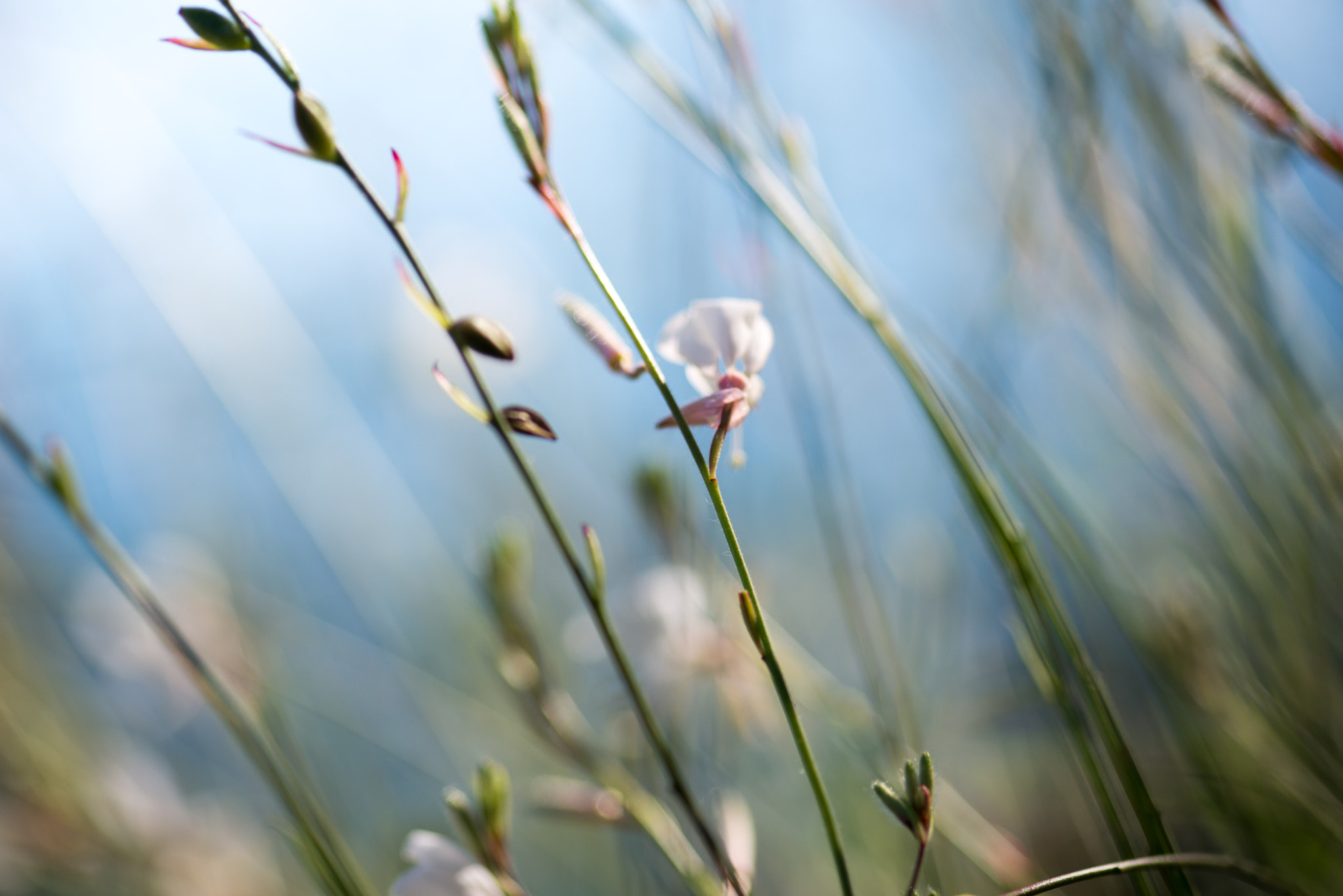 Sigma 105mm F2.8 EX DG Macro sample photo. Nature photography