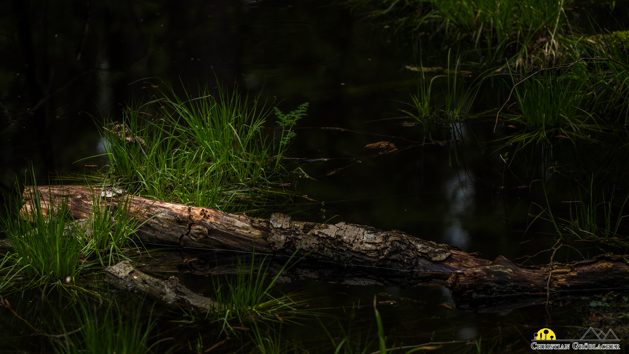Sigma APO Macro 150mm f/2.8 EX DG HSM sample photo. Marshland photography