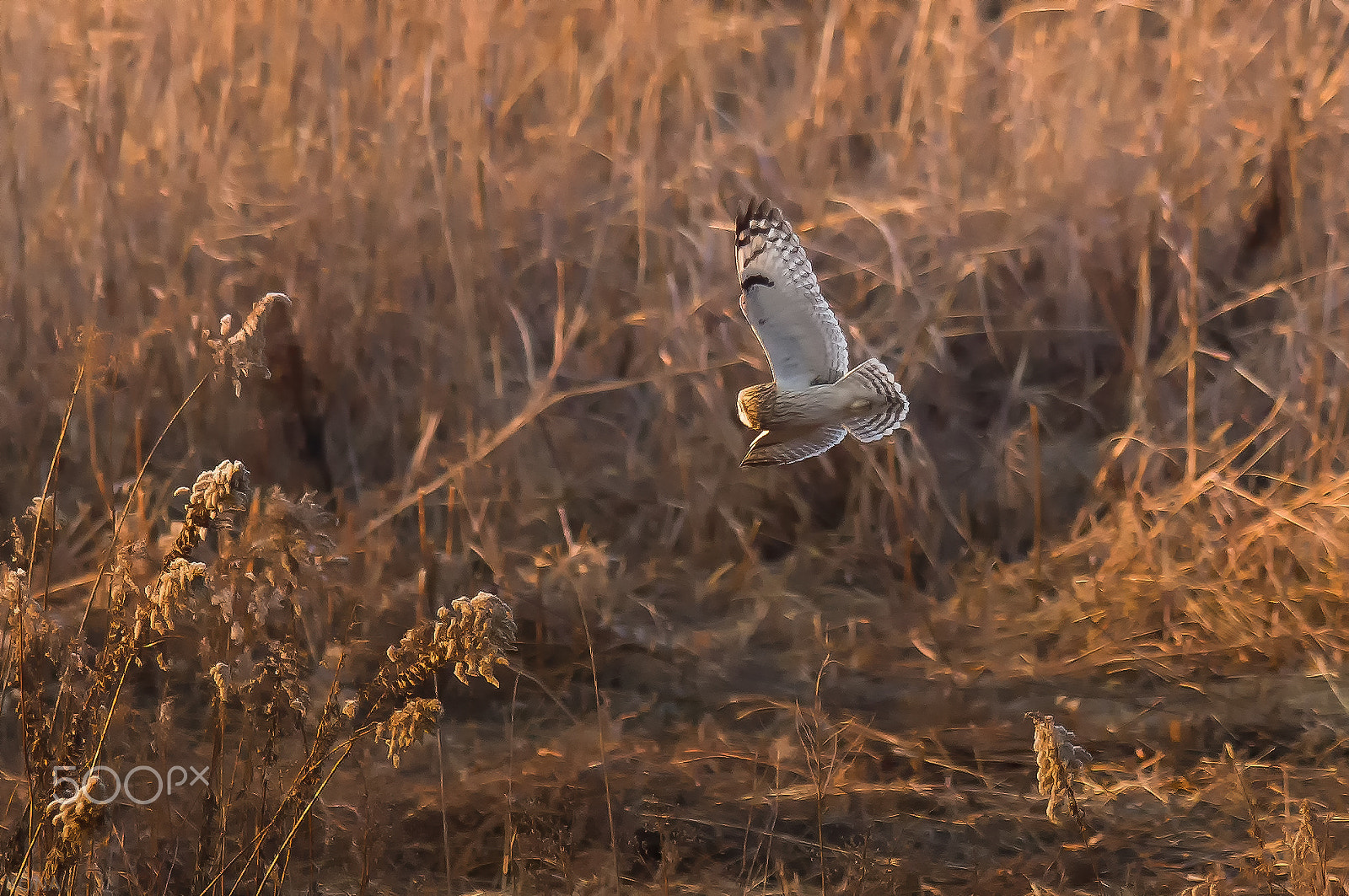 Nikon AF-S Nikkor 400mm F2.8G ED VR II sample photo. Komimi photography