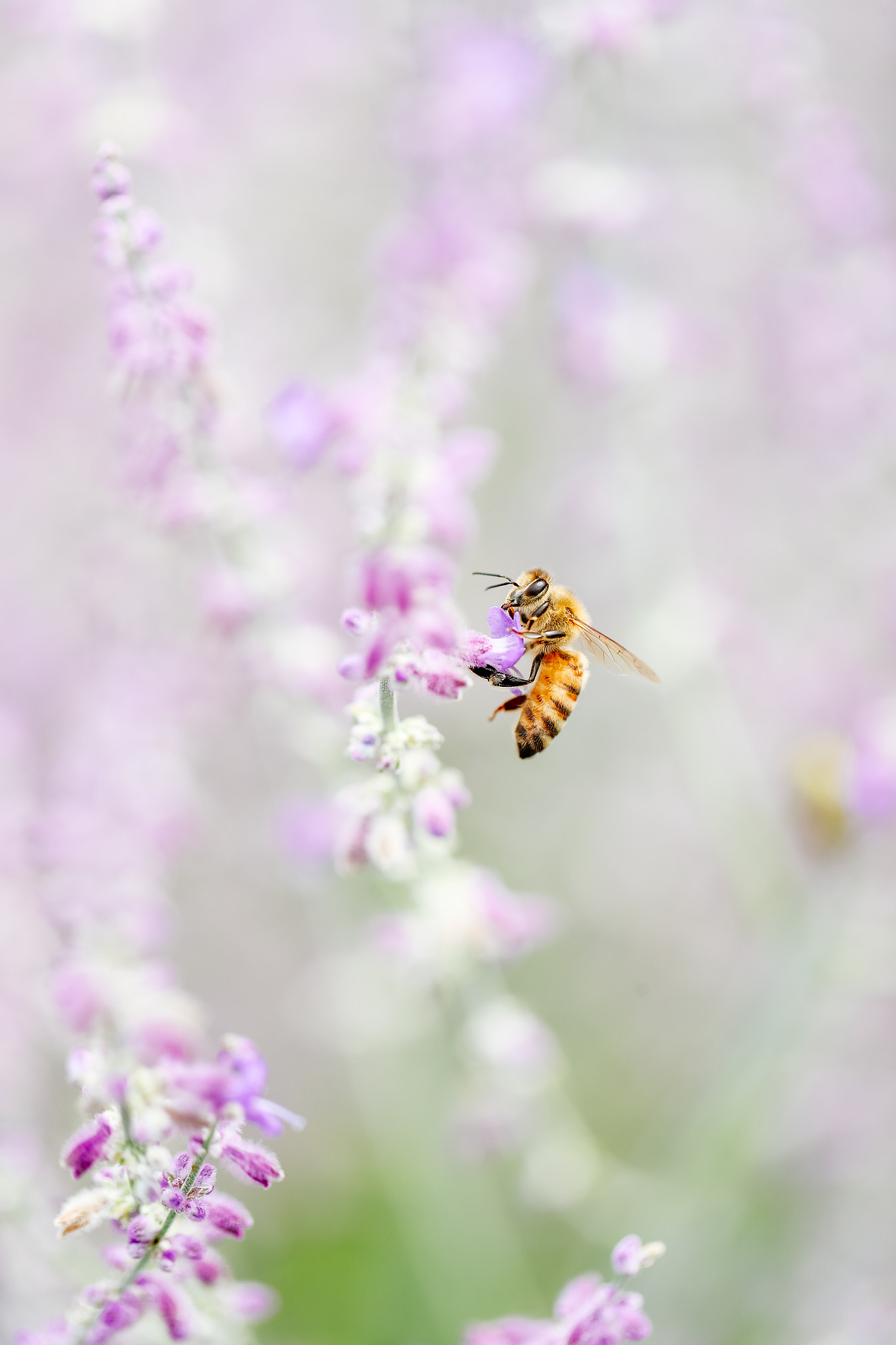 Canon EF 100mm F2.8L Macro IS USM sample photo. Purple 2.0 photography