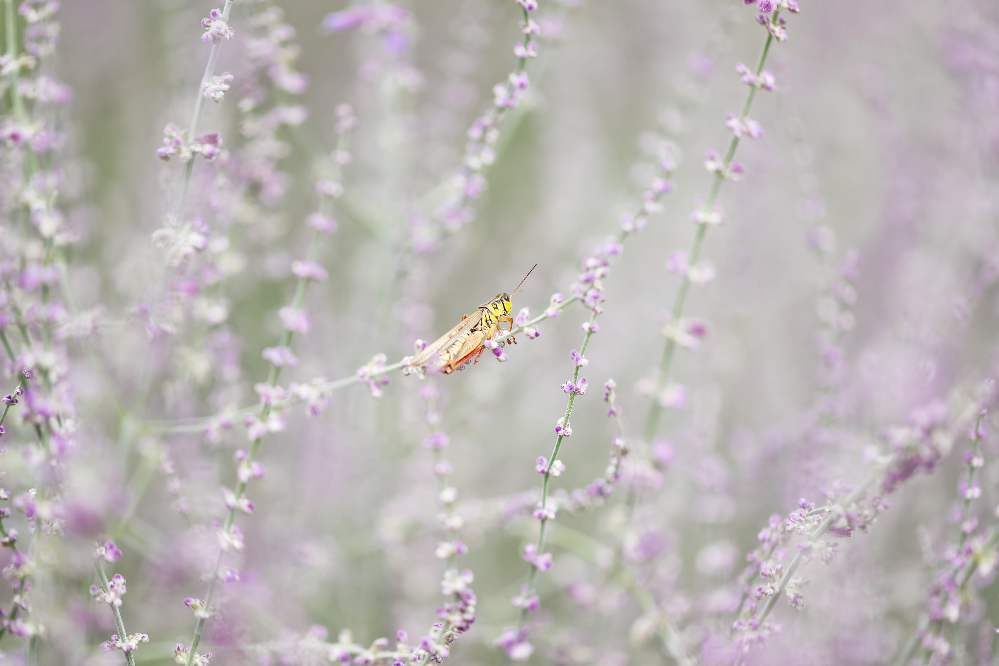 Canon EF 100mm F2.8L Macro IS USM sample photo. Hop away photography