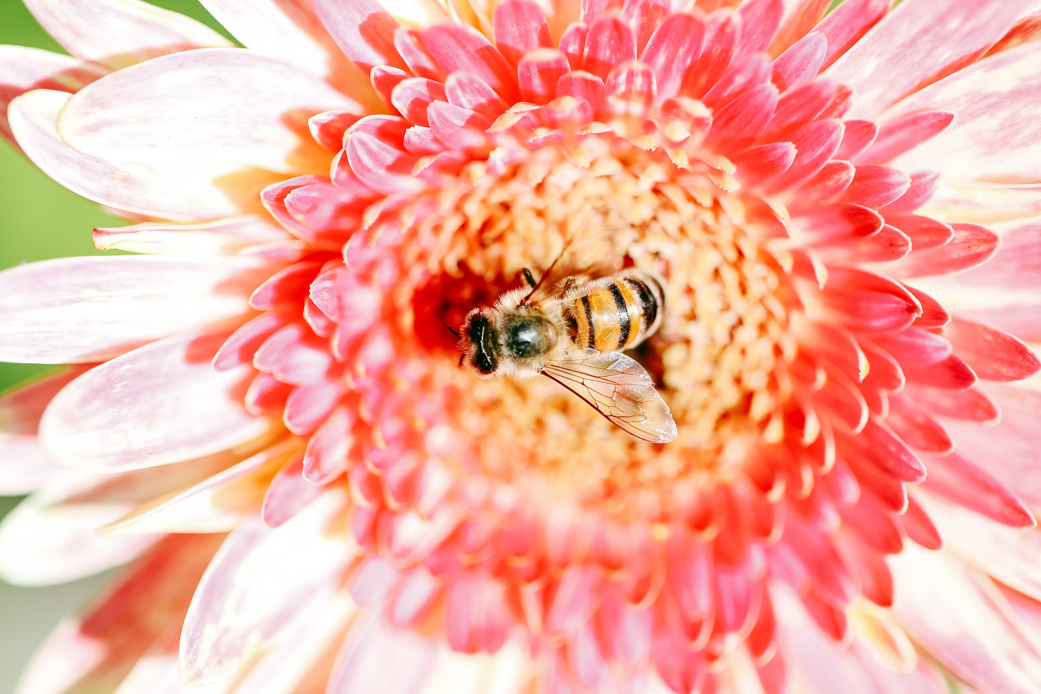 Canon EF 100mm F2.8L Macro IS USM sample photo. Red photography