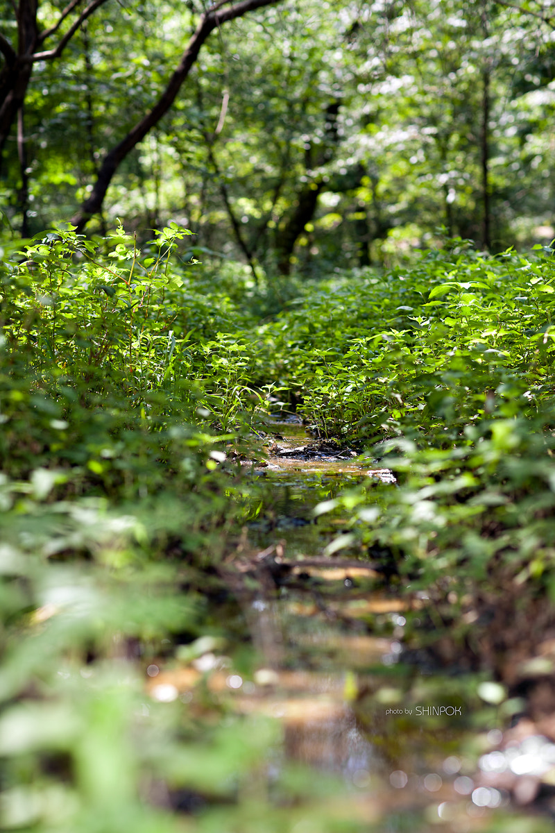 Canon EOS 5D + Canon EF 85mm F1.2L II USM sample photo. Green photography