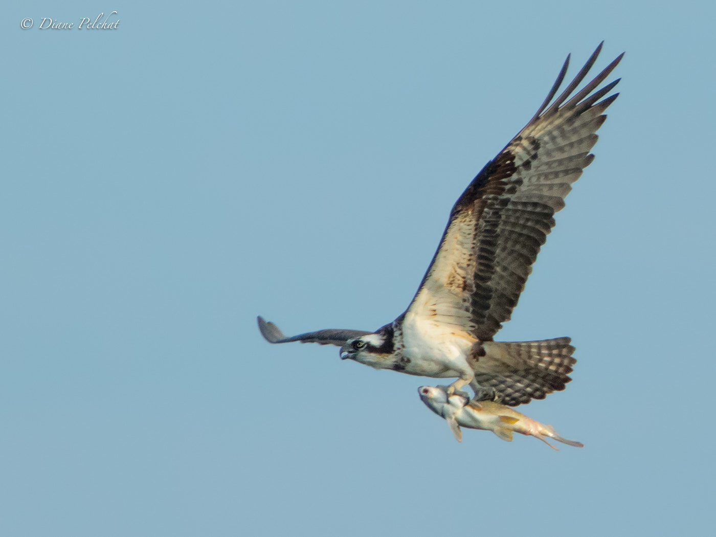 Canon EF 300mm F2.8L IS II USM sample photo. Immature  osprey photography