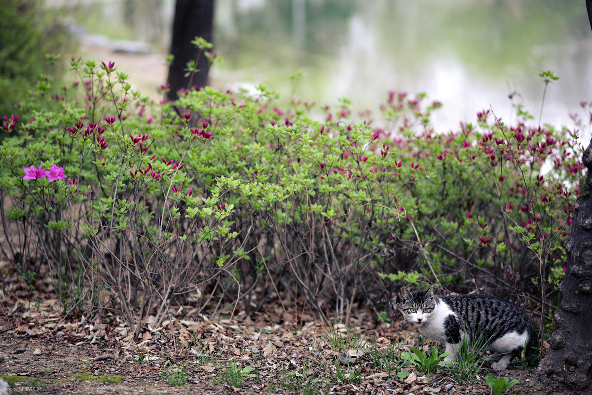 Canon EOS 5D + Canon EF 100mm F2.0 USM sample photo. Street cat photography