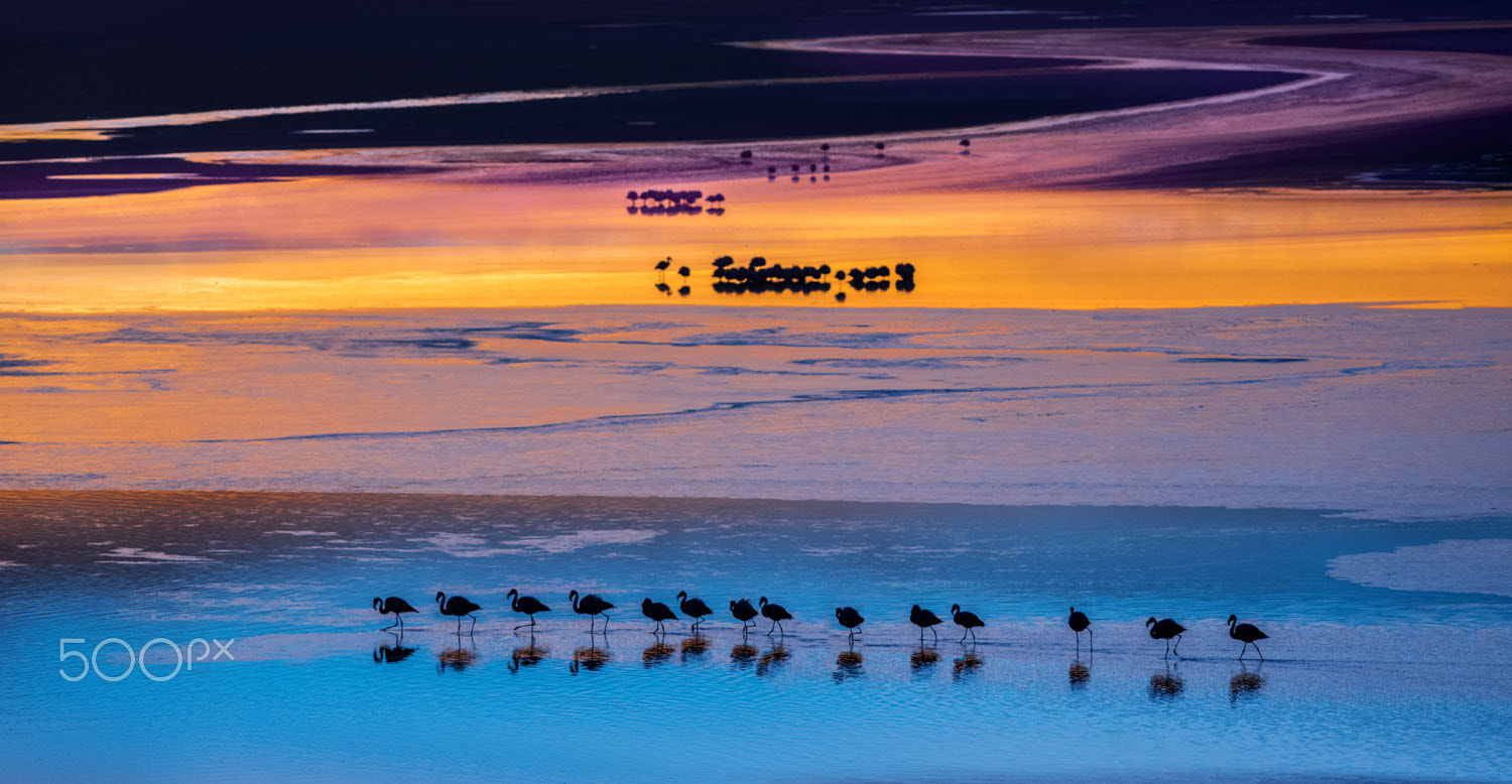 smc PENTAX-FA* 645 300mm F4 ED [IF] sample photo. Flamingos red lagoon photography