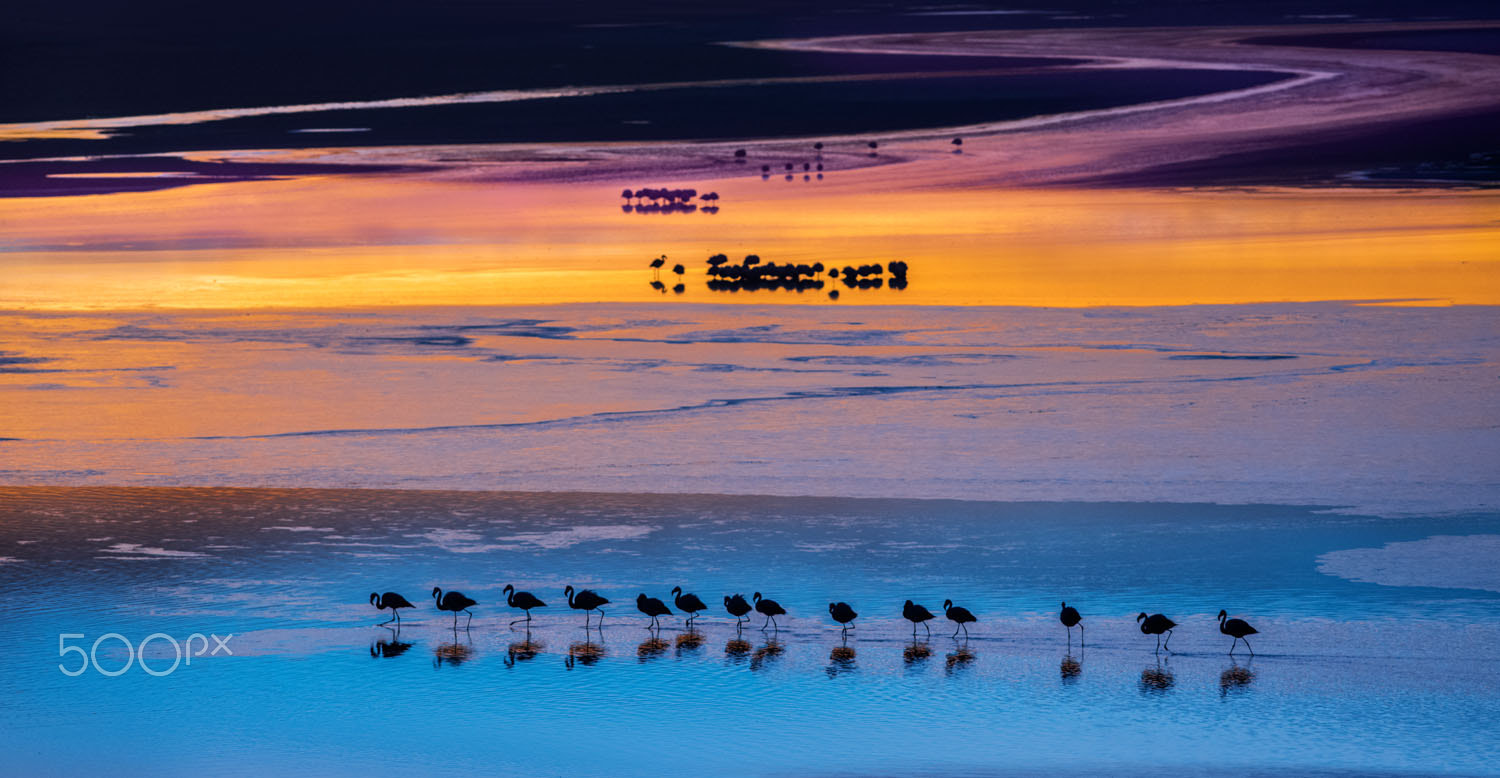 Pentax 645Z + smc PENTAX-FA* 645 300mm F4 ED [IF] sample photo. Flamingos red lagoon photography