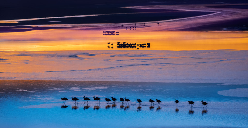 FLAMINGOS RED LAGOON par Ignacio Palacios sur 500px.com